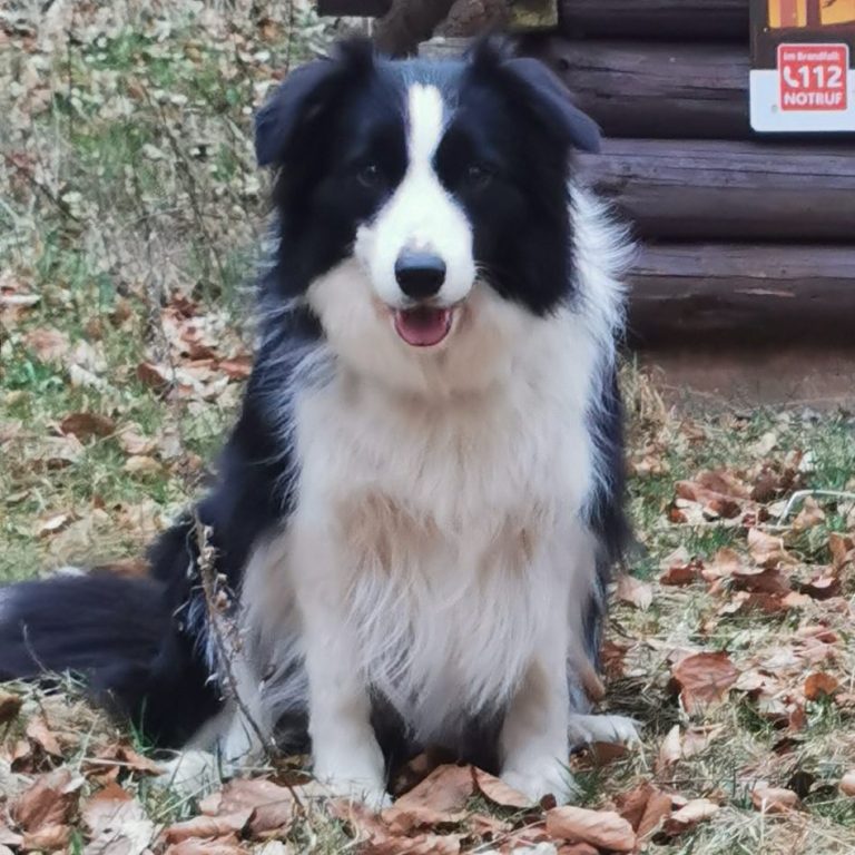 Unsere Hündin Nuri auf der Lauer